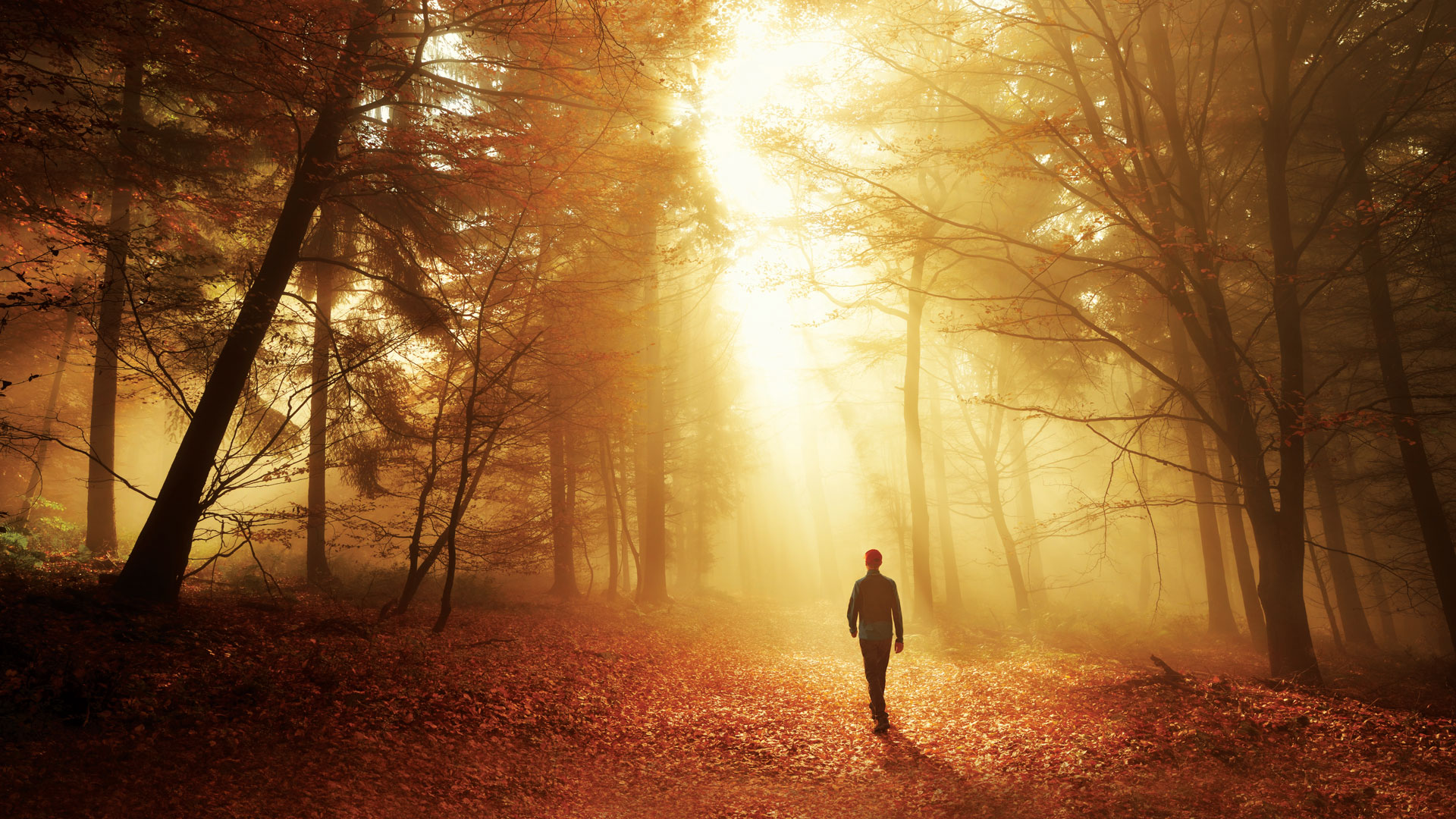 sun gleaming through trees on man walking