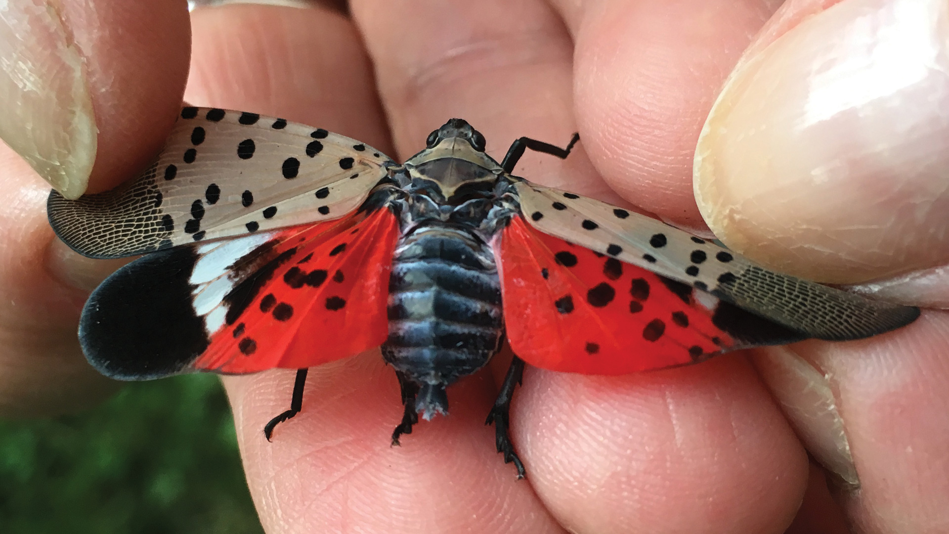 Spotted Lanternfly