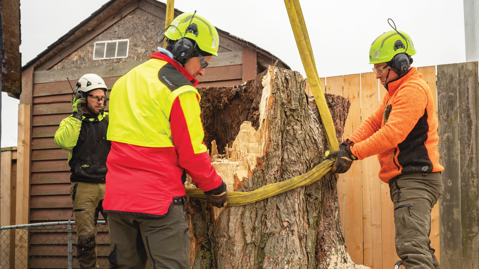 two techs strapping tree trunk