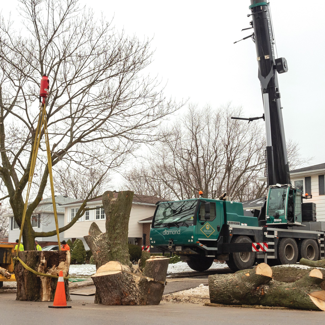 Crane and Tree Stump