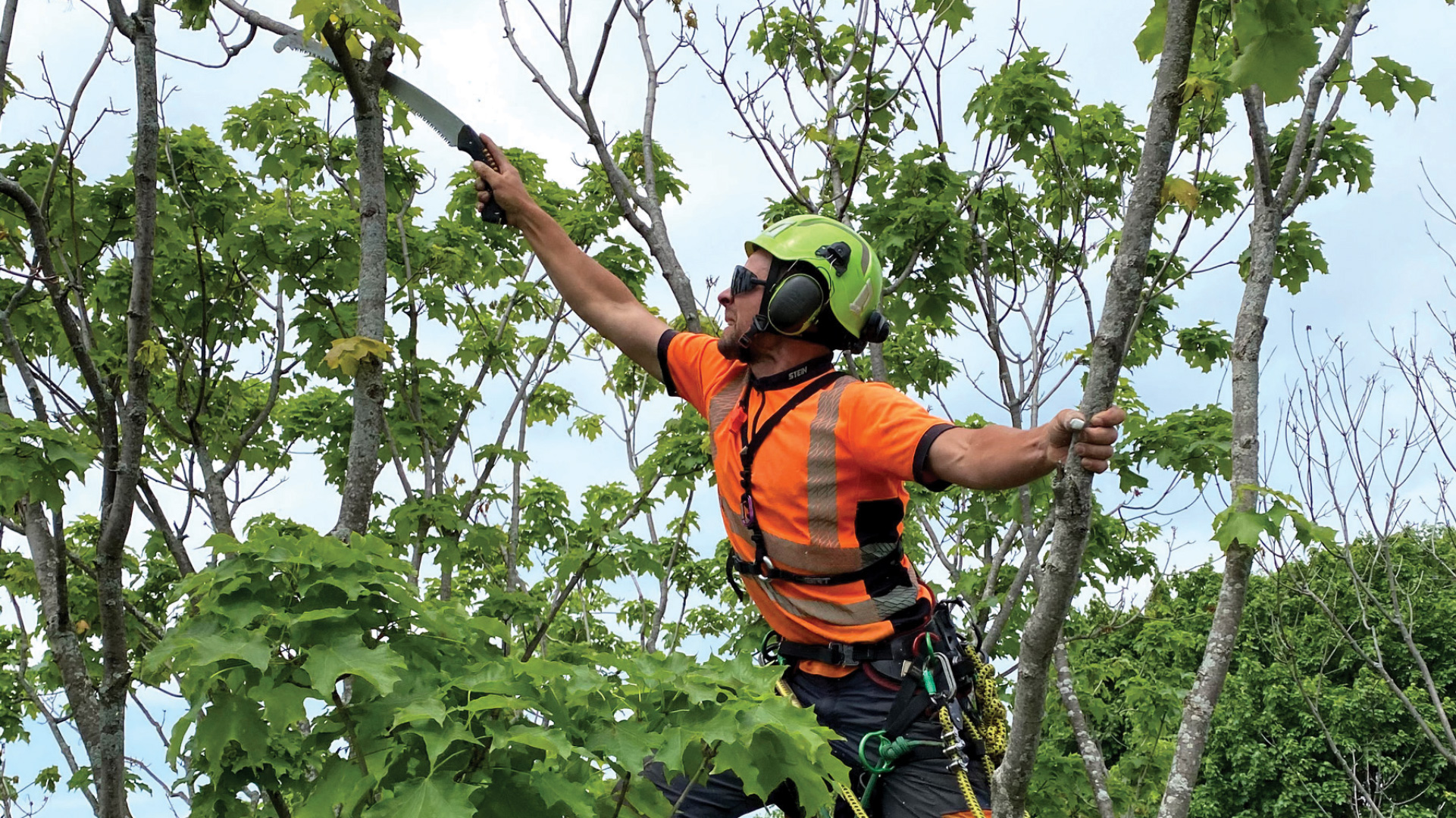 Technician in tree