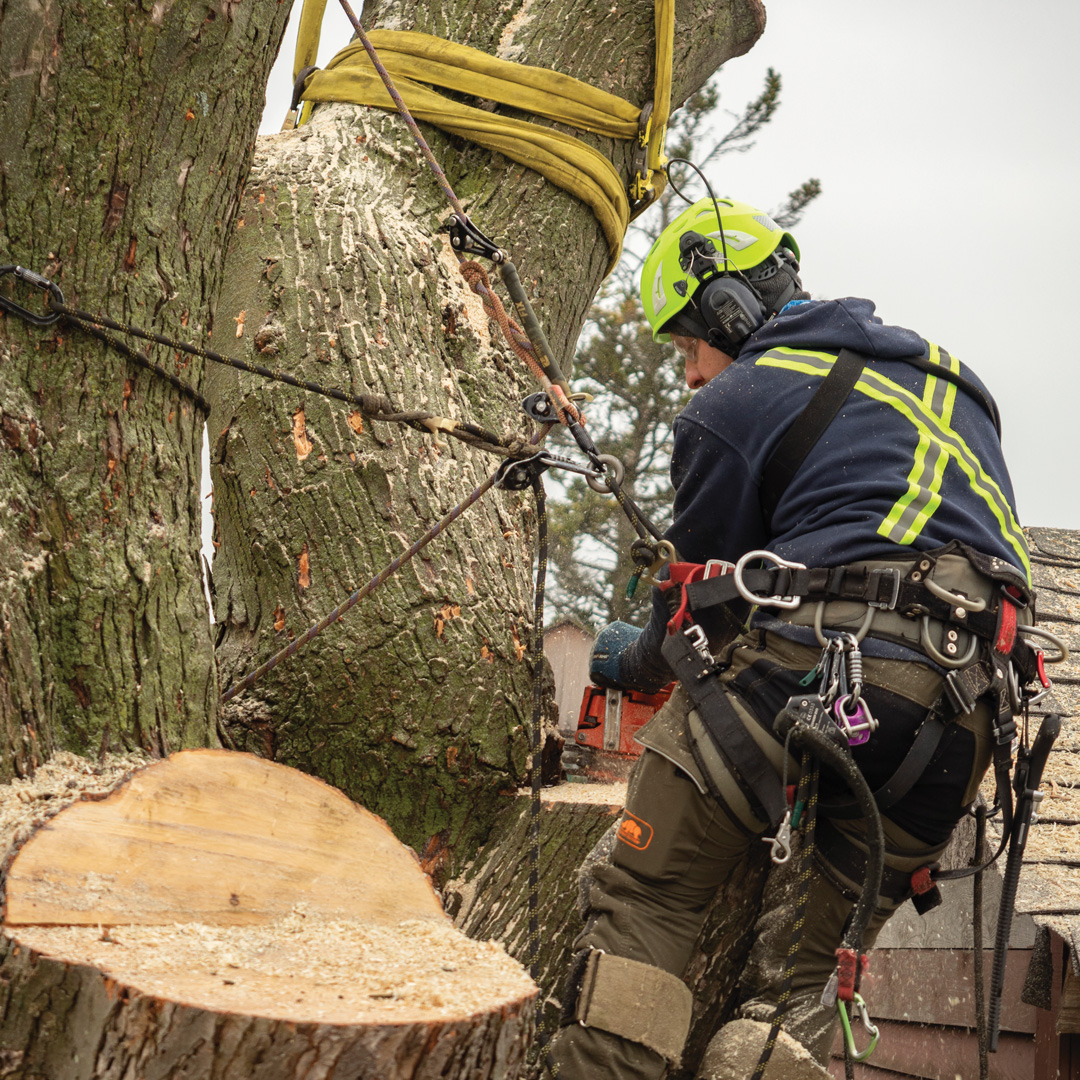 technician in tree