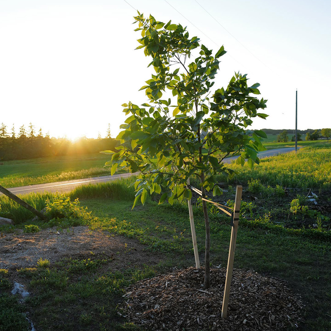 Tree planting by a certified arborist