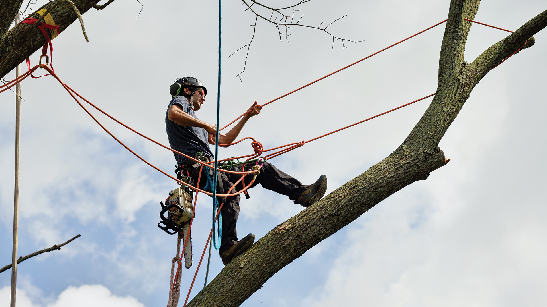 Technician harnessed on branch