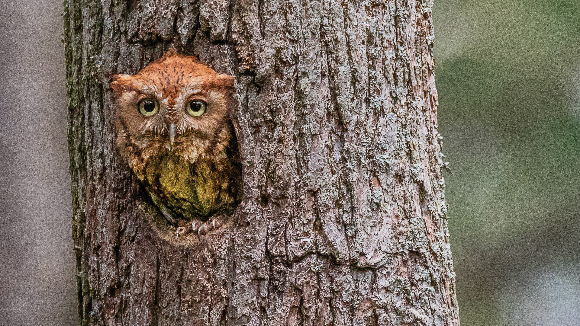 Owl in tree