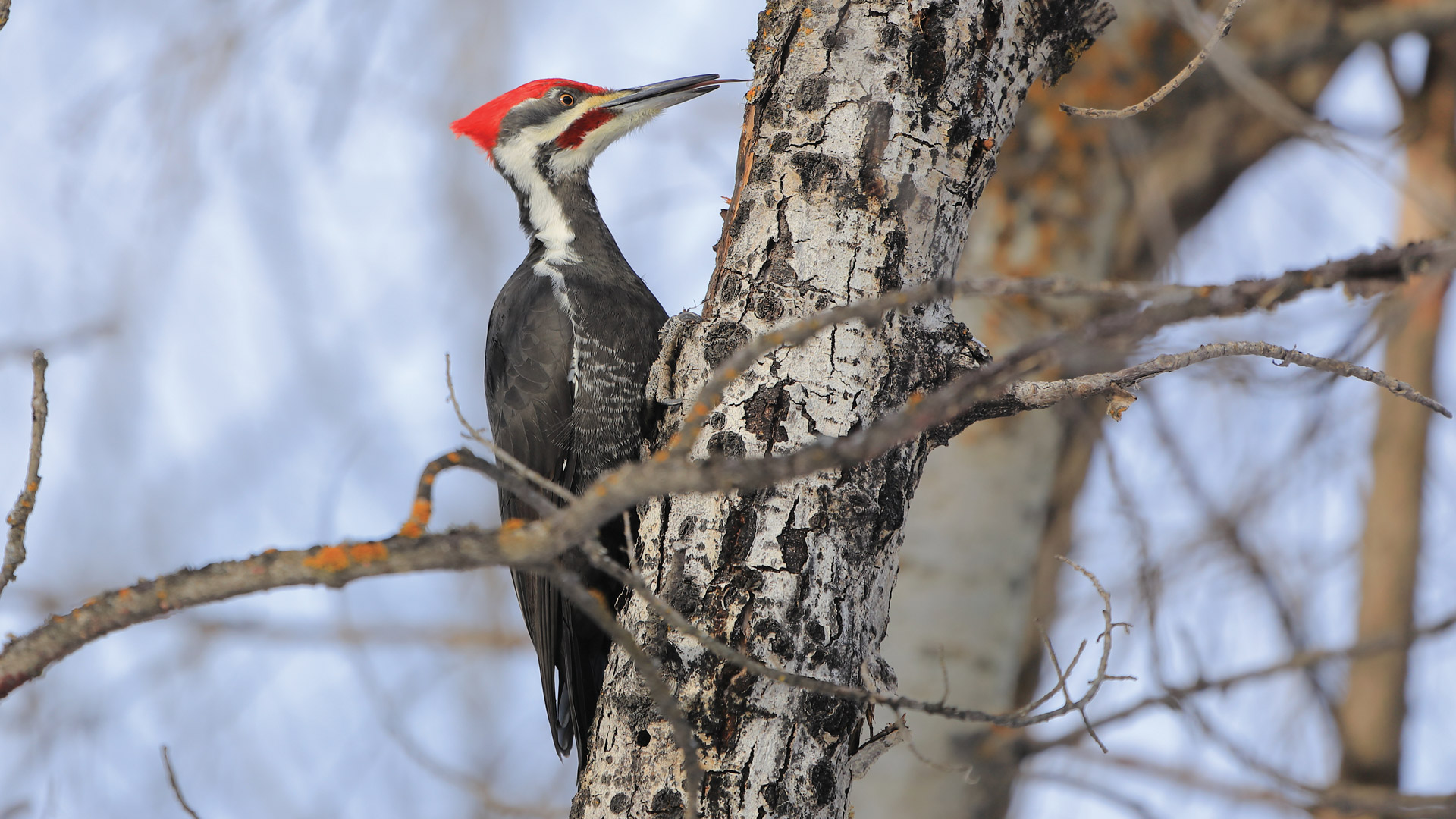 Woodpecker