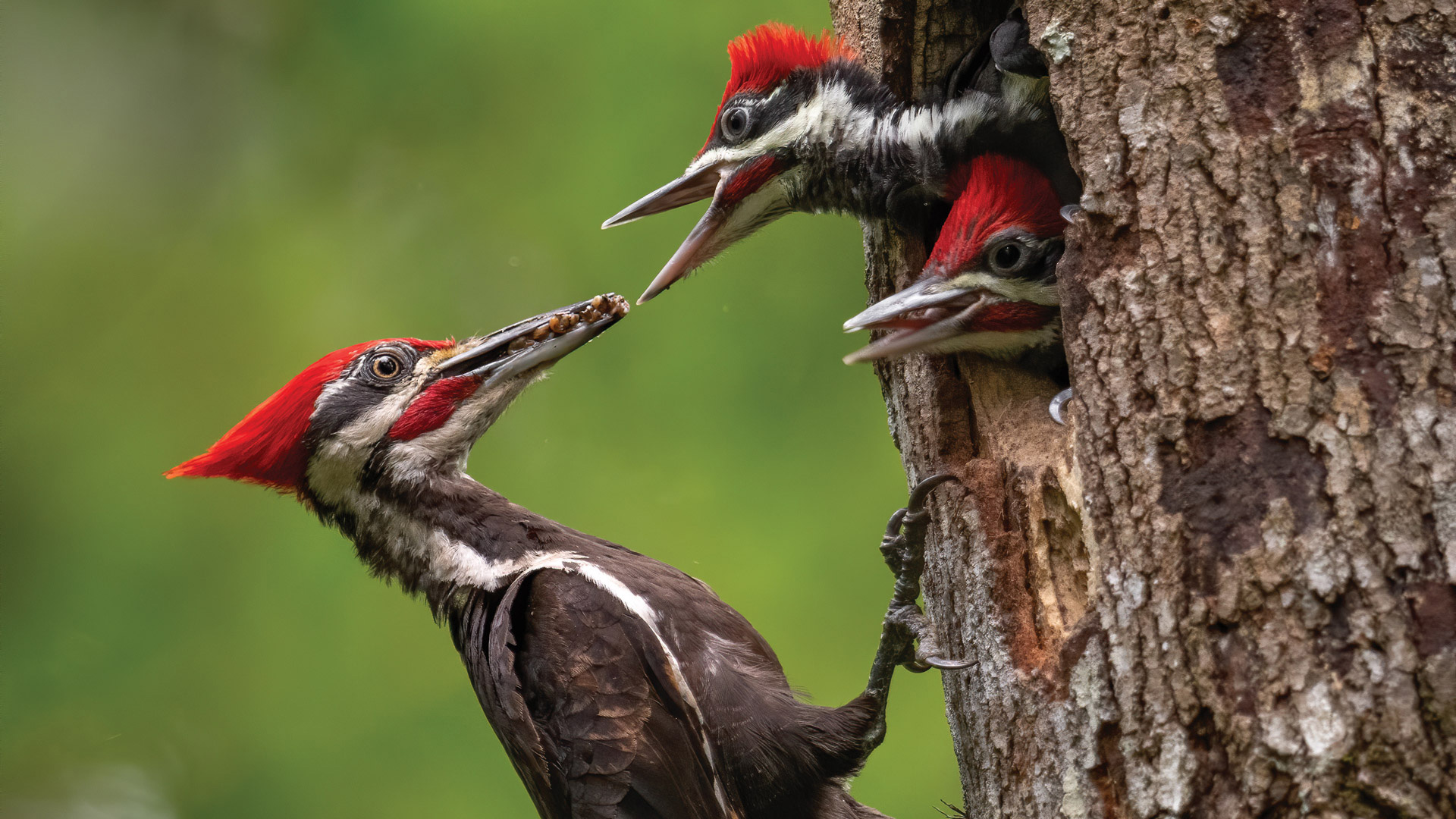 Woodpecker feeding it's offspring