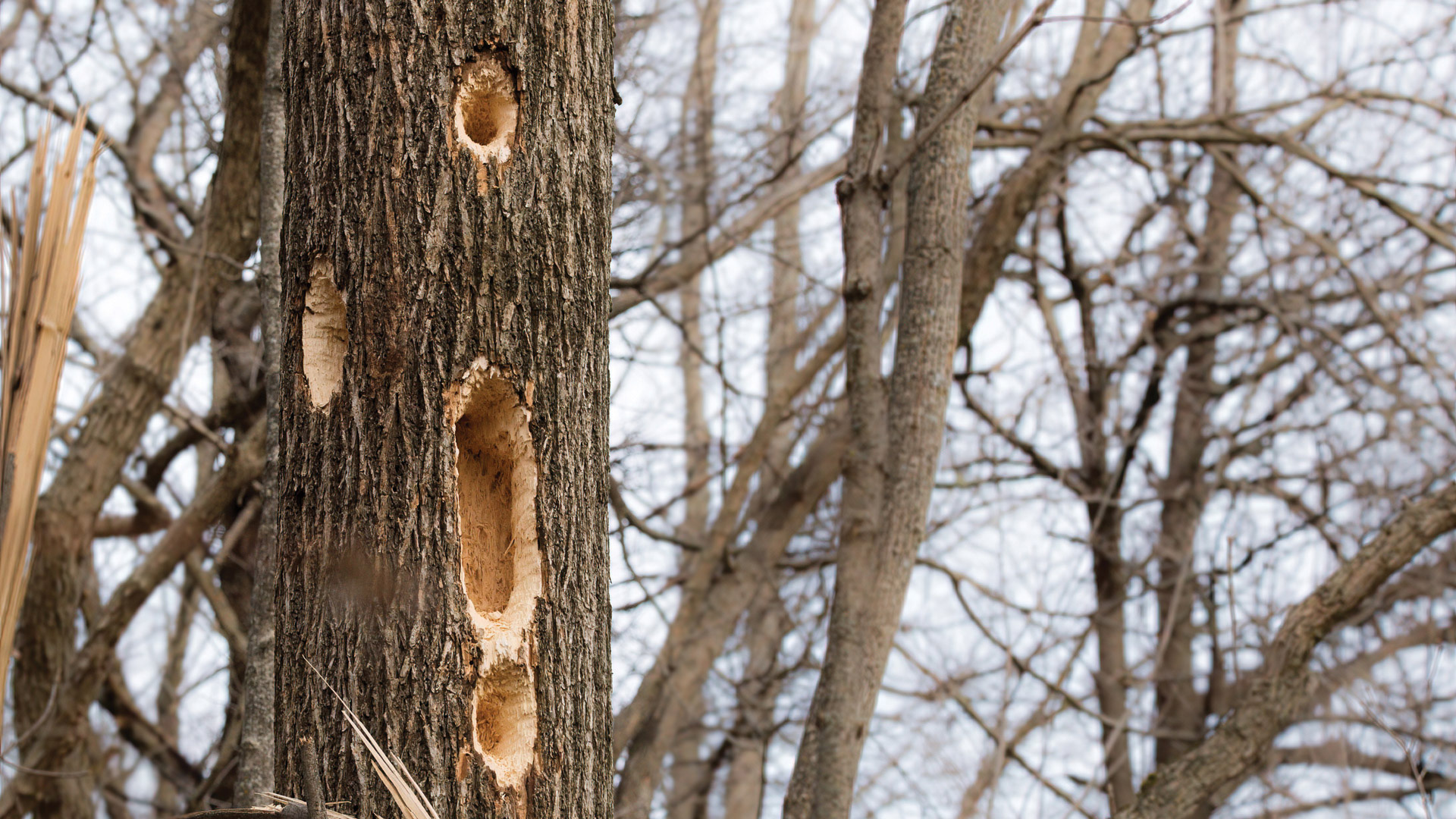 Tree trunk with woodpecker holes